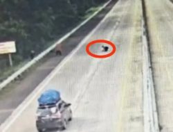 Sebrangi tol bakter, Santri di Lampung Tengah .tewas tertabrak mobil