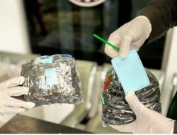 Modus pemalsuan merek , peredaran 10 ribu benih sawit palsu bersahil di gagalkan karantina Lampung