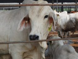 Dinas PKH pastikan stok sapi Lampung aman hingga idul Fitri 2026 ,surplus 27 ribu ekor