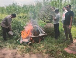Diduga Kebal Hukum, Kalangan Sabung Ayam di Jatikalang Prambon Kembali Beroperasi