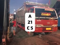 Celah Pengawasan di Gilimanuk? Sapi Bali Diduga Melintas ke Jawa Tanpa Pemeriksaan Maksimal