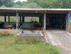 Di mintai tanggapan terkait realisasi dana ketahanan pangan  BUMDES Arta guna, kepala pekon Wates , Pringsewu bungkam