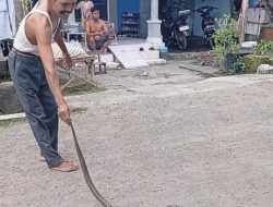 Aksi Heroik Pak Deh Tohir Taklukan Kobra Jawa Sepanjang 130 Cm yang Satroni Rumah Warga Desa Tanggul